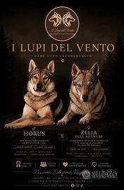 Cuccioli Cane Lupo Cecoslovacco con Pedigree ENCI