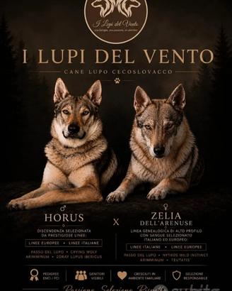 Cuccioli Cane Lupo Cecoslovacco con Pedigree ENCI
