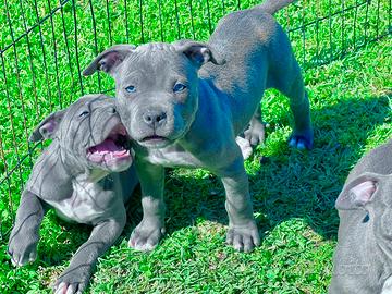 Amstaff blu total blu