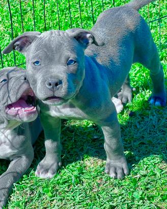 Amstaff blu total blu