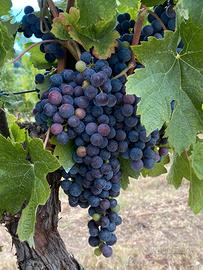 Uva da vino