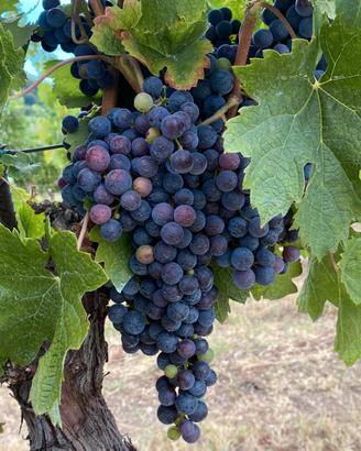 Uva da vino