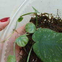 Pianta monstera dubia