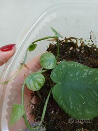 Pianta monstera dubia