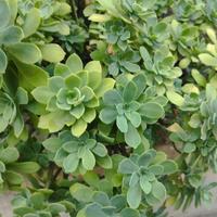 pianta grassa sedum palmeri