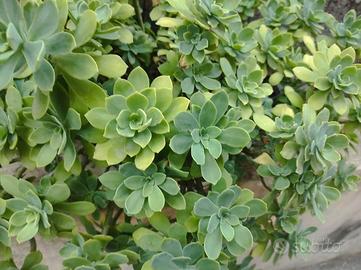 pianta grassa sedum palmeri