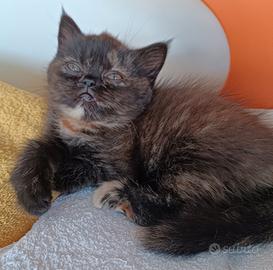 Gatti Persiani exotic shorthair