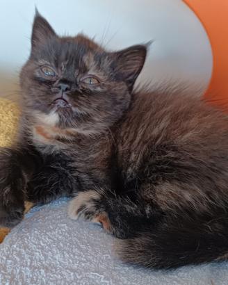Gatti Persiani exotic shorthair