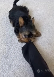 Yorkshire cuccioli taglia piccolissima