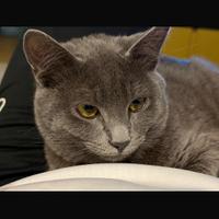 Gatto simile certosino