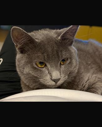Gatto simile certosino