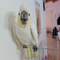 Cacatua