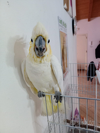 Cacatua