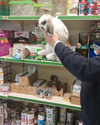 Conigli nani ariete mini lop