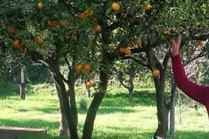 Terreno Agricolo di 3000 mq a Tortora (CS)