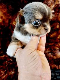 Chihuahua con pedigree Enci