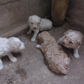 Lagotto da tartufi cuccioli