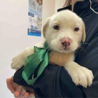 Cucciolo cane adotta vaccino