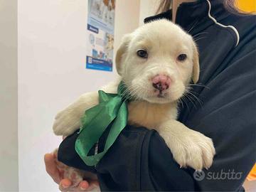 Cucciolo cane adotta vaccino