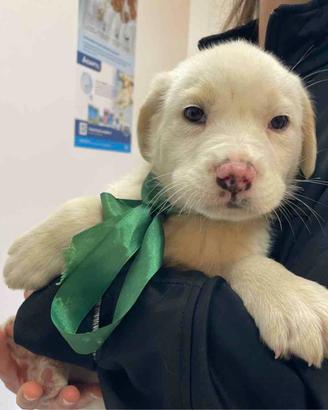 Cucciolo cane adotta vaccino