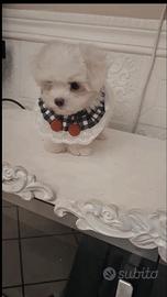 Maltese mini toy coreano