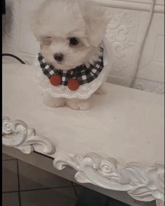 Maltese mini toy coreano