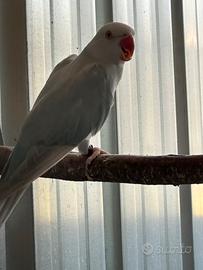 Parrochetto dal collare