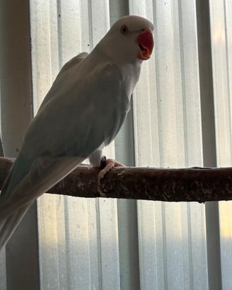 Parrochetto dal collare