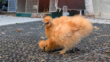 Splendidi giovani di Moroseta Nana (Silkie)