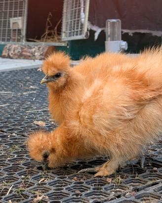 Splendidi giovani di Moroseta Nana (Silkie)