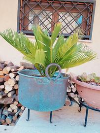 Pianta di cycas in paiolo di rame 