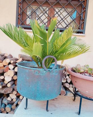 Pianta di cycas in paiolo di rame 