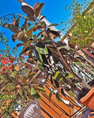 Pianta di Ficus Elastica alta quasi 2 metri
