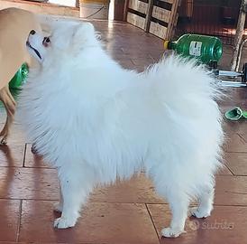 Spitz Pomerania maschio pedigree