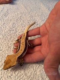 GECO CILIATUS LILLY WHITE FULL PINSTRIPE femmina