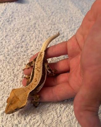 GECO CILIATUS LILLY WHITE FULL PINSTRIPE femmina