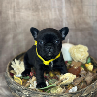 Cuccioli di bulldog francesi esotici