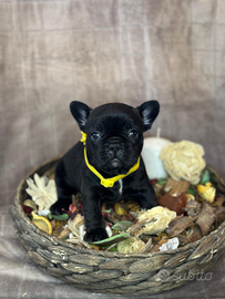 Cuccioli di bulldog francesi esotici