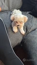 Cucciolo di maltese