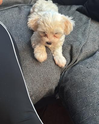Cucciolo di maltese