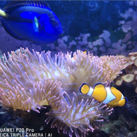 Hepatus XXL rocce vive fiji e sabbia viva