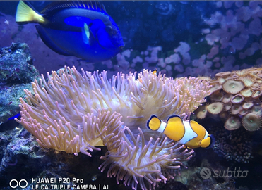 Hepatus XXL rocce vive fiji e sabbia viva