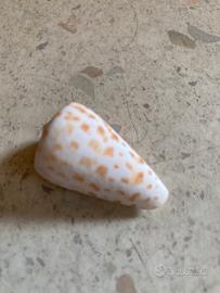 Conchiglie da collezione