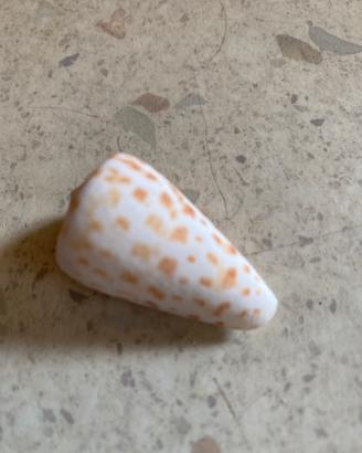 Conchiglie da collezione