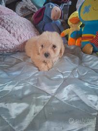 Cucciole di barboncino toy