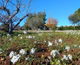 TER. AGRICOLO A POLIGNANO A MARE