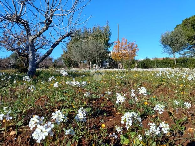 TER. AGRICOLO A POLIGNANO A MARE