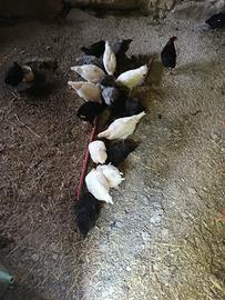 Galli Livorno e marans