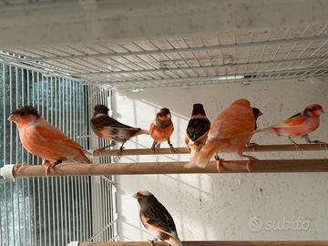 Canarini Arlecchino Portoghese in blocco