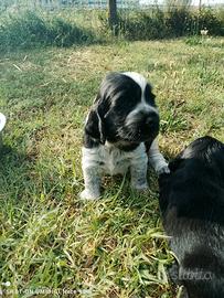 Cuccioli di cocker